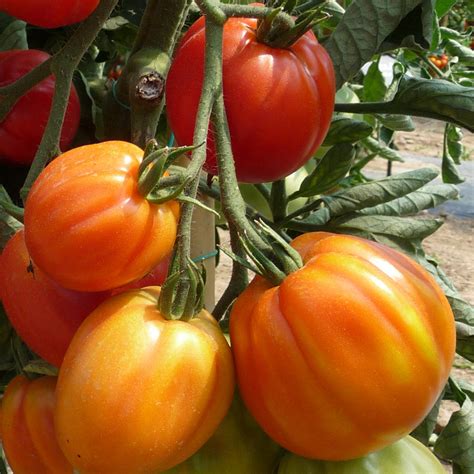 Plant De Tomate Greff E Corazon F Hauteur Cm En Pot De L
