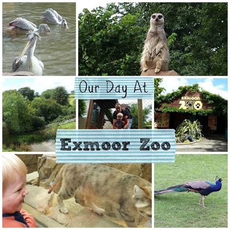 Exmoor Zoo Zoo Staycation Travel Blog
