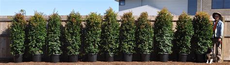 Lilly Pilly Resilience Super Advanced 400mm Pot Hedging And Screening