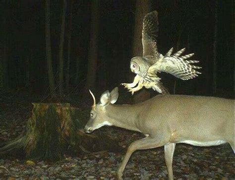 Strange Animal Pics Captured Out On The Trail Cam 19 Pics 1 