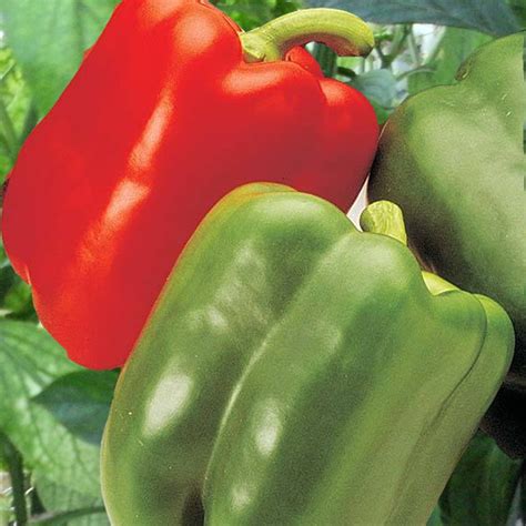 Aristotle Sweet Pepper Plants for Sale | Free Shipping