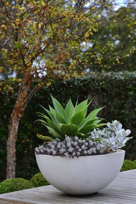 Agave And Sedum Container Garden Mix Potted Plants Outdoor Outdoor