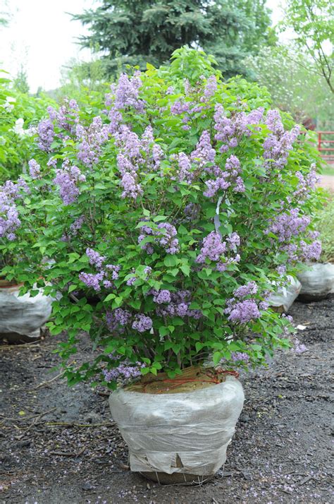 Why Is My Lilac Not Blooming: Reasons A Lilac Bush Never Flowers