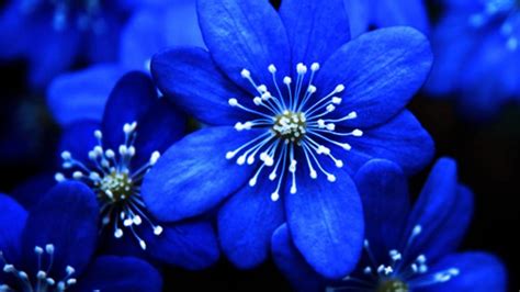 Free Photo Blue Flowers Black Blue Flower Free Download Jooinn