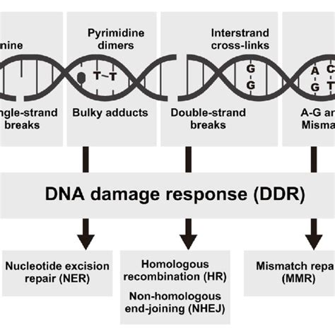 Schematic Model For Accelerated Dna Repair Pathways In Termite Kings Download Scientific