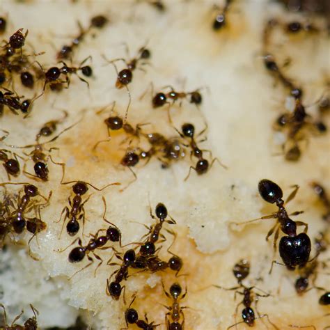 Top 13 What Do Ants Do With The Food They Collect In 2022 Gấu Đây