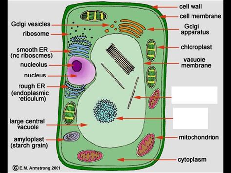 🐈 Major Plant Cell Organelles Plant Cell Organelles 2022 10 26