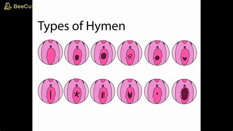 hymen for human 1 youtube