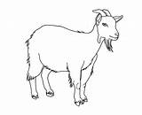 Goat Coloring Animal Goats Farm Printable Draw Animals Billy sketch template