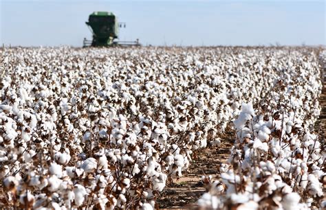 Cotton acreage continues climb in northern Texas Panhandle | AgriLife Today