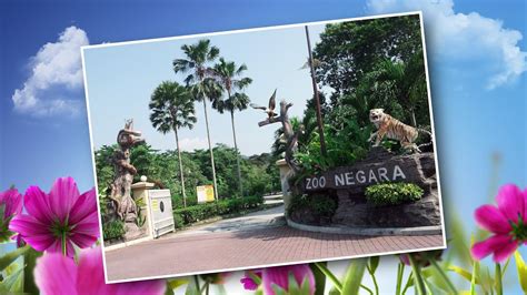 Kuala lumpur national zoo & aquarium is laid out over 110 acres around a central lake. Zoo Negara Kuala Lumpur - YouTube