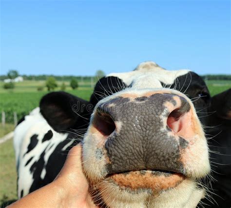 Closeup Of Holstein Cow Head Smelling A Wine Glass Full Of Milk On The