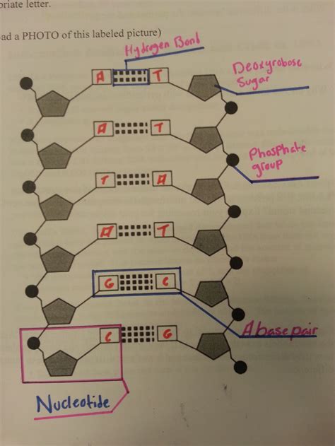 Dna Principle Of Biomedical Science