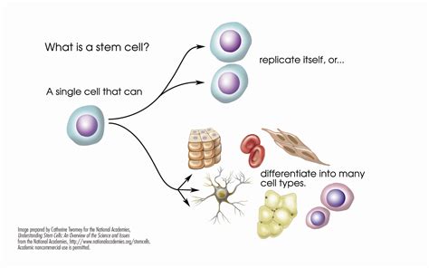 Stem Cells Hip And Knee Care