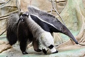 Giant Anteater Born at Brookfield Zoo | Western Springs, IL Patch