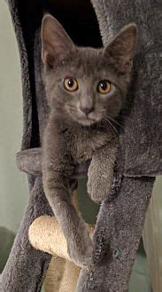 Don't miss logan national scenic byway, especially when fall colors are on display. Logan - CARE - Cat Adoption & Rescue Efforts