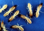 Facts About Termites - North Jersey Termite