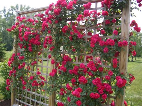 Your Guide To Knowing The Best Time To Plant Roses