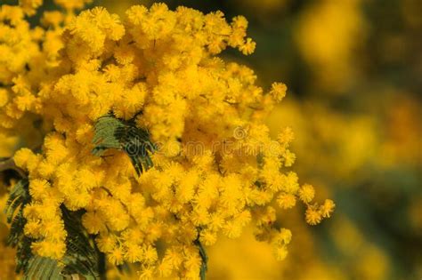 Yellow Flower Bouquet Of The Mimosa With Green Leaves Stock Photo
