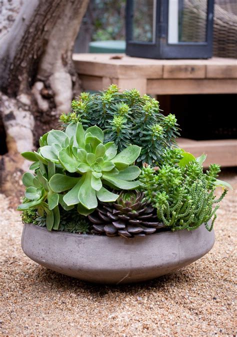 30 Indoor Succulent Arrangement Ideas Decoomo