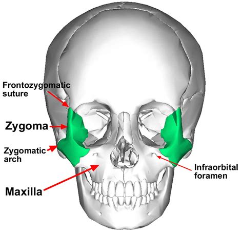 Zygomatic Bone Anatomy