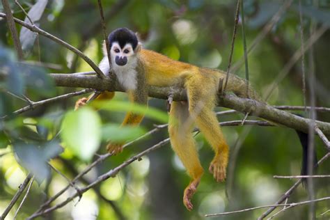 Voyage Sur Mesure Au Costa Rica à La Découverte De La Faune