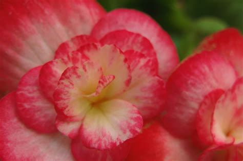 Free Images Blossom Flower Petal High Red Pink Flora Close Up