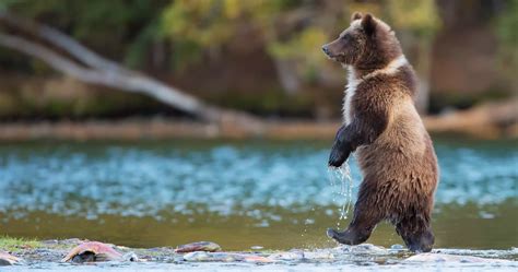 Grizzly In Canada Wallpaper 4k Ultra Hd Wallpaper With Images Bear