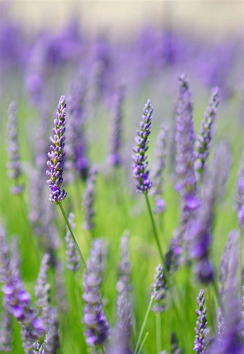 English Lavender Planting Pruning And Care For This Lordly Garden Nobility