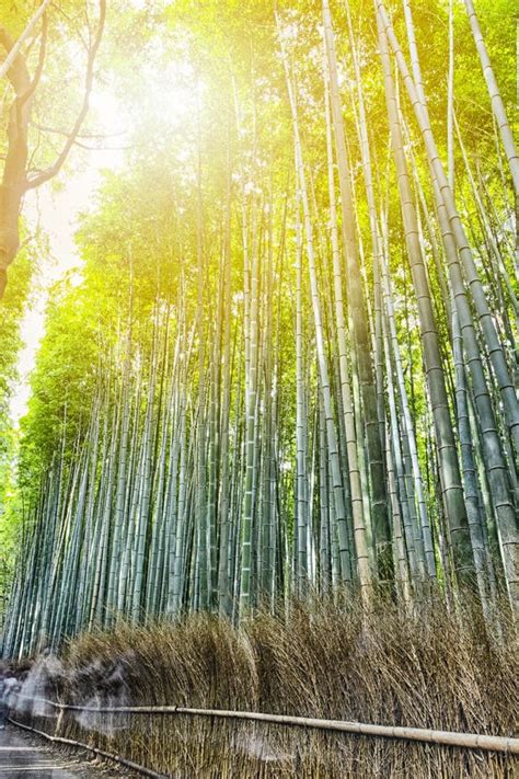 La Forêt De Bambous Verte De Sagano Au Japon Image stock Image du