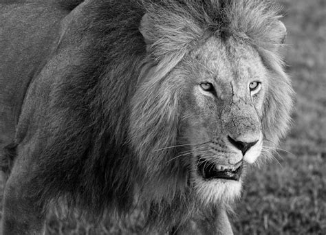 Grayscale Photo Of Lion Head Photo Free Kenya Image On Unsplash