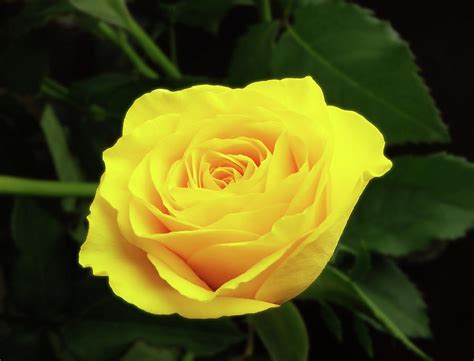 Glorious Yellow Rose Photograph By Johanna Hurmerinta Fine Art America