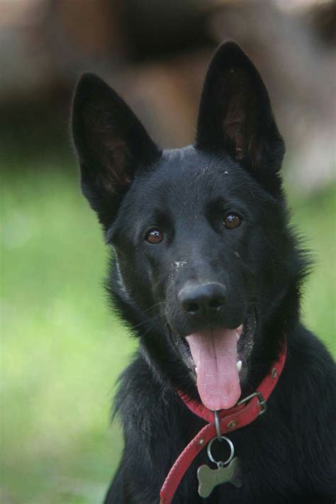 Teo My Black German Shepherd Black German Shepherd Dog German Shepherd