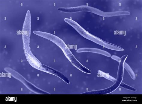 Fusobacterium Necrophorum Bacteria Hi Res Stock Photography And Images