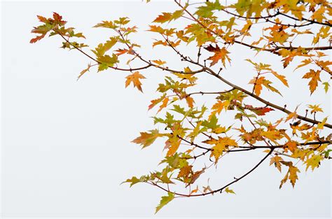 Autumn Tree Branch Photograph By Rob Huntley Fine Art America