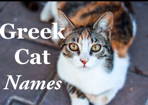 Greek Cat Names 50 Mythological Names Cat Mania