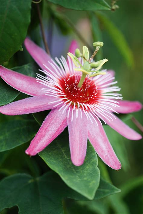 Find Your Passion The Most Beautiful Passion Flowers Gardens Illustrated