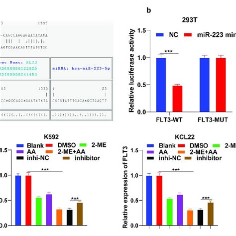 MiR 223 Targets FLT3 A Binding Site Of MiR 223 And FLT3 Predicted