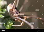 HArvestman (Phalangium opilio) on a plant Stock Photo - Alamy