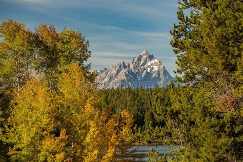 Fall Colored Aspen Trees Frame The Grand Teton Mountain Peak In Stock
