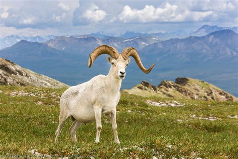 Dall Sheep Photos From Alaska With Natural History Information