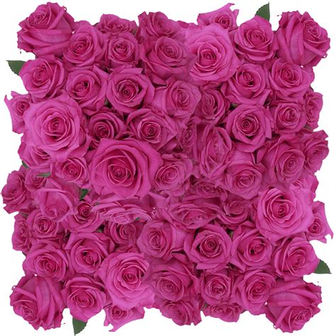 Roses Hot Pink Flower Online Delivery Hot Pink Flowers Flowers
