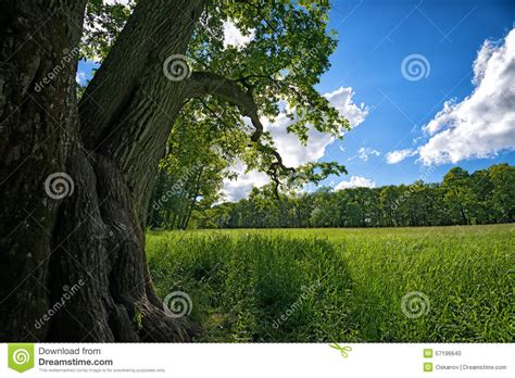 Meadow With Oak Tree Stock Photo Image Of Backgrounds 57196640