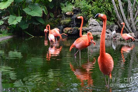 Flamingo Gardens Photograph By Janet Davaros
