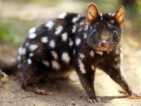 Image Result For Black Eastern Quoll Quoll Animals Black