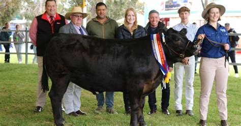 Perth Royal Show Cattle Win For Murdoch University Farm Weekly WA