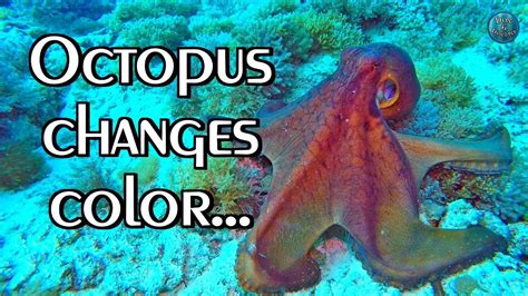 Octopus Camouflage Changes Color Texture And Shape Youtube