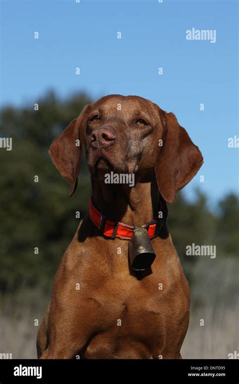 Dog Magyar Vizsla Hungarian Pointer Shorthaired Adult Portrait Stock