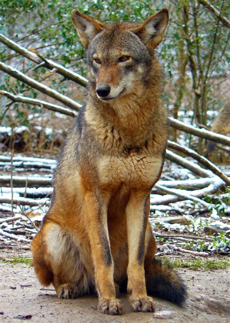 75 100 Red Wolves In The Alligator River National Wildlife Refuge