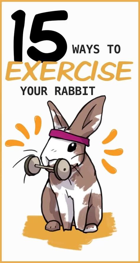 15 Ways To Make Sure Your Rabbit Gets Enough Exercise Video Pet